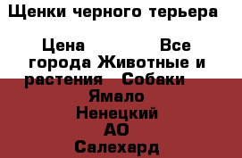 Щенки черного терьера › Цена ­ 35 000 - Все города Животные и растения » Собаки   . Ямало-Ненецкий АО,Салехард г.